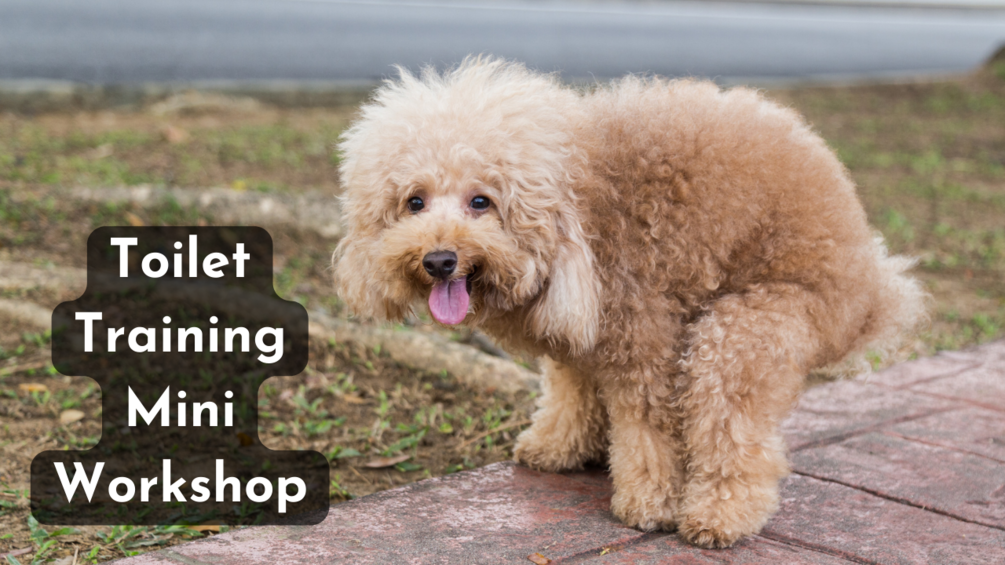 Toilet Training Mini For Dogs & Puppies