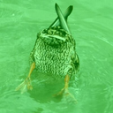 Gumroad profile picture for @aquarium
