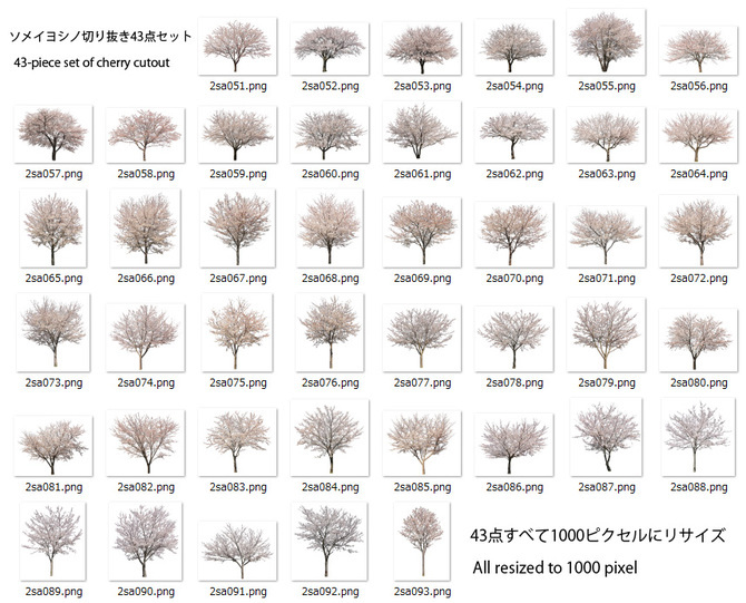 桜切り抜きセット素材 Cherry Blossoms clippings
