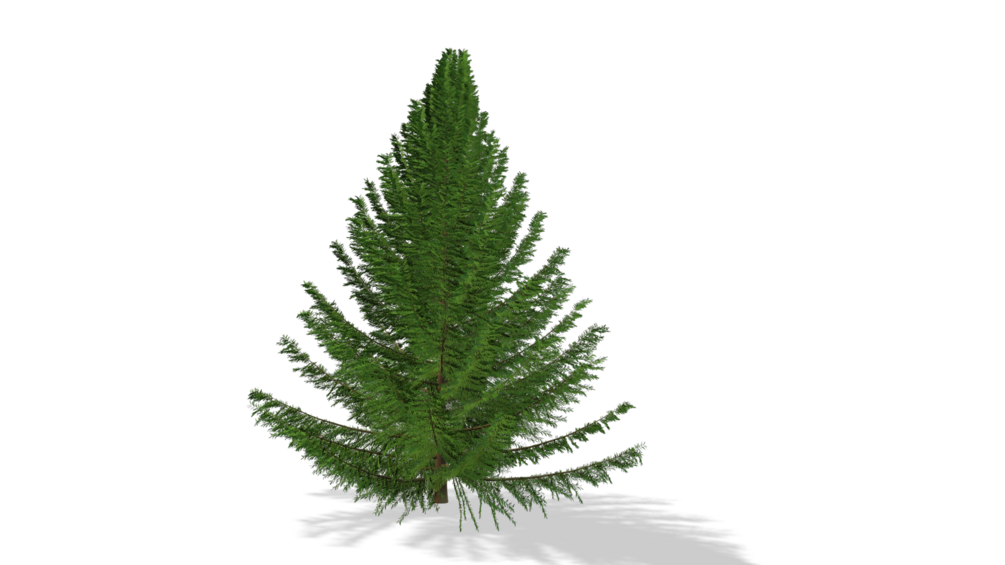 Balsam Fir Tree 01