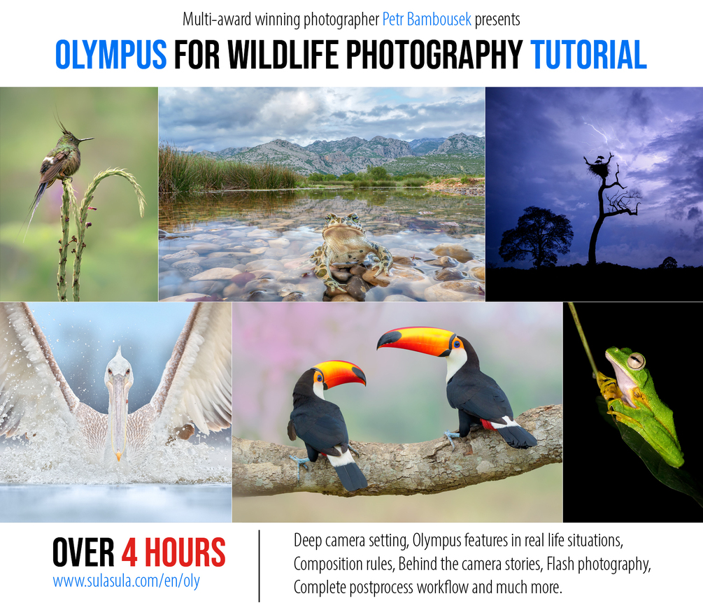 (EN) Olympus for wildlife photography