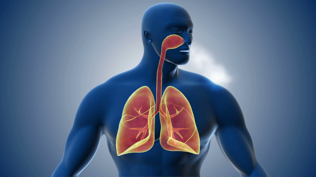 Comprehensive respiratory system notes