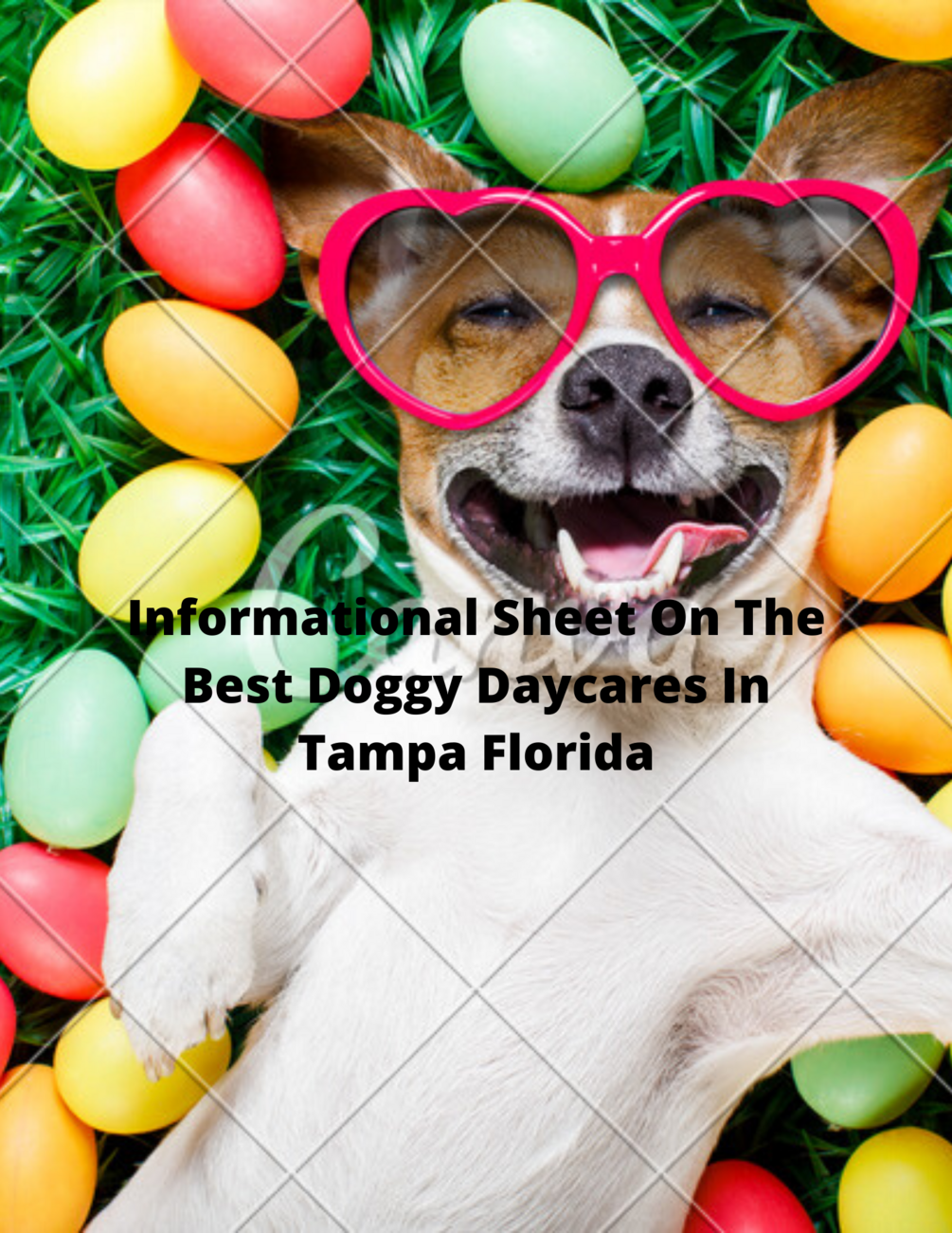 Informational List Of Some Of The Best Doggy Daycares In Tampa Florida