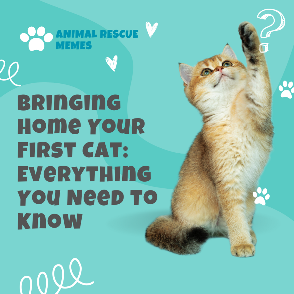 bringing-home-your-first-cat-everything-you-need-to-know