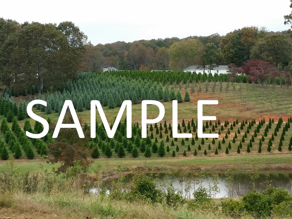Field of Christmas Trees