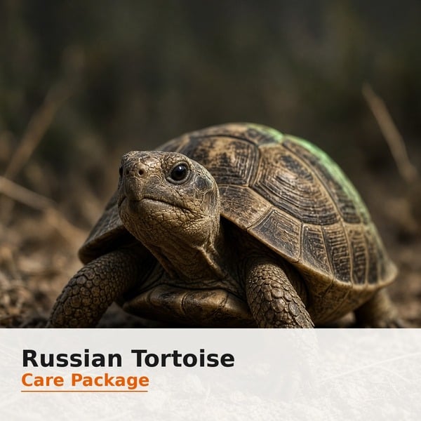 Russian Tortoise Care Package cover