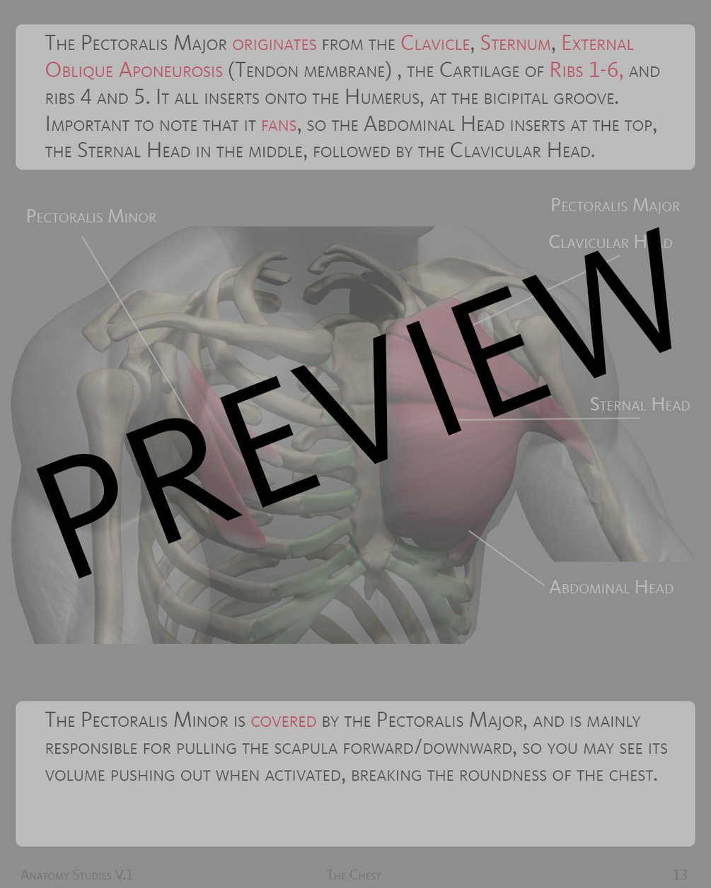 ArtStation - The great chest muscle - pectoralis major, Anatomy