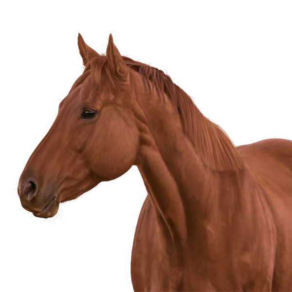 Hair brushes for horses by QueenOfSin