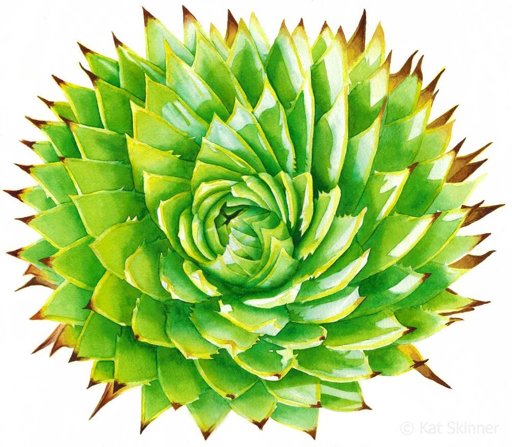 The Aloe Polyphylla Succulent, A Realistic Botanical Watercolor Painting