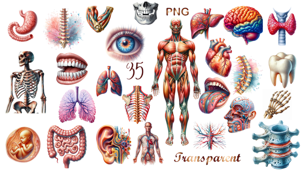 35 PNG, Human Anatomy Clipart Set, Watercolor Anatomy Clipart Set ...