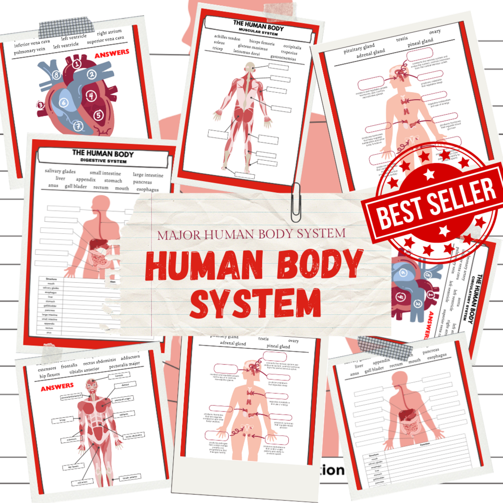 HUMAN BODY SYSTEMS WORKSHEET (7 Major Systems) | WITH ANSWER KEYS