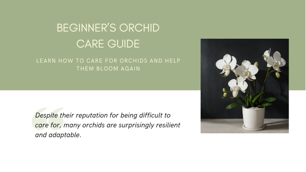 Beginner's Orchid Care Guide
