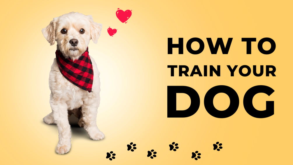 Dog Training Guide Pdf Free