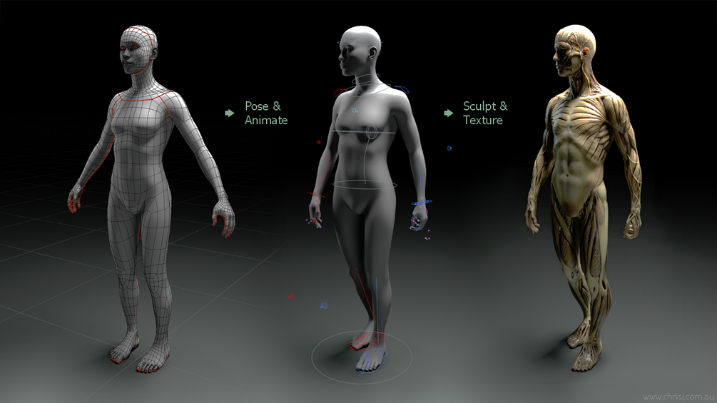 Anatomy/pose help (sculpting/rigging pose) — polycount