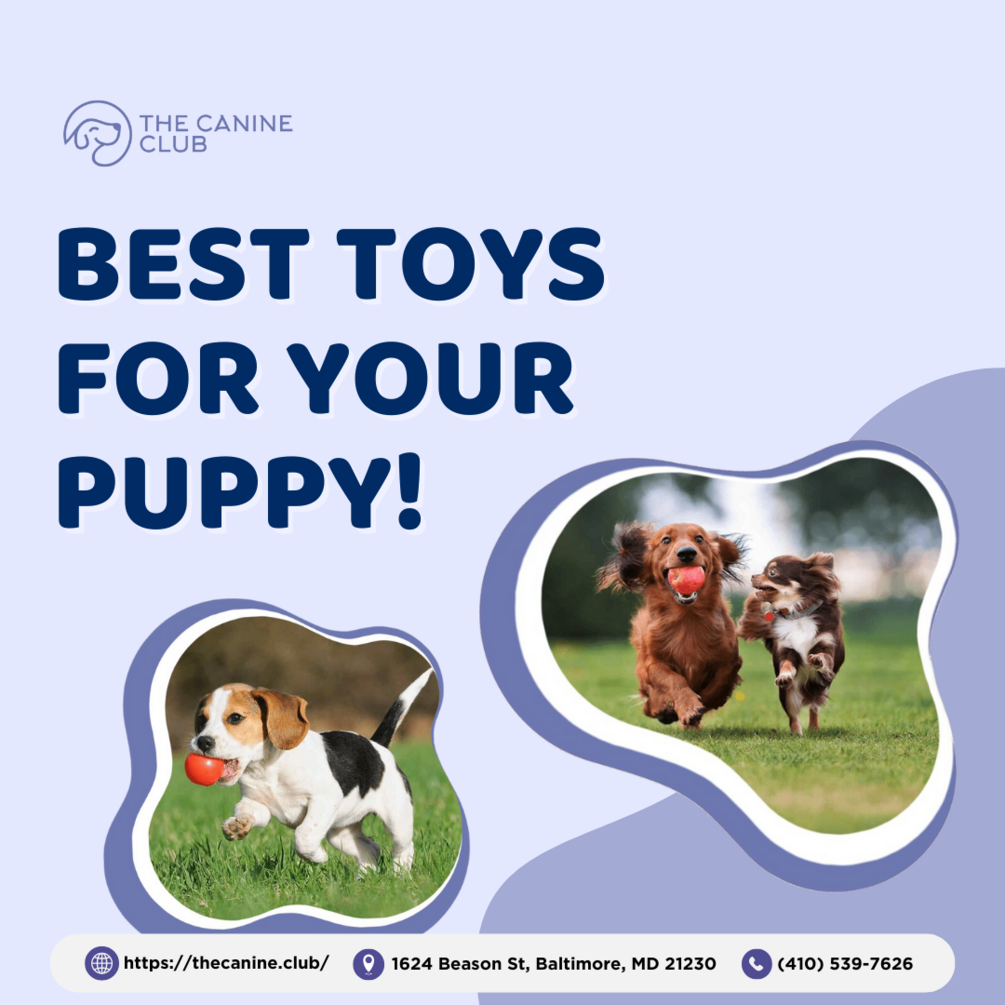 Choosing the Perfect Toys for Your Puppy
