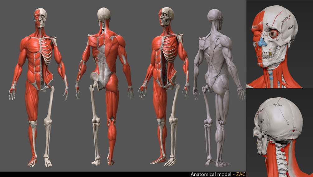 Human anatomy model