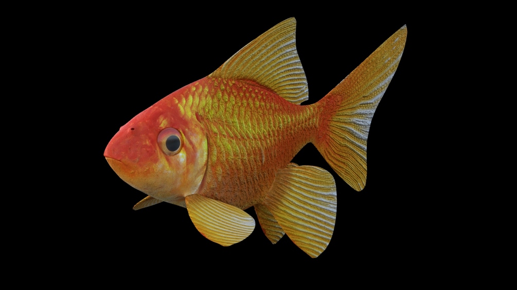 red-golfish-full-rig-animated-maya-2022
