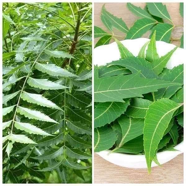 Great benefits of NEEM LEAVES ALSO KNOWN AS DOGOYARO