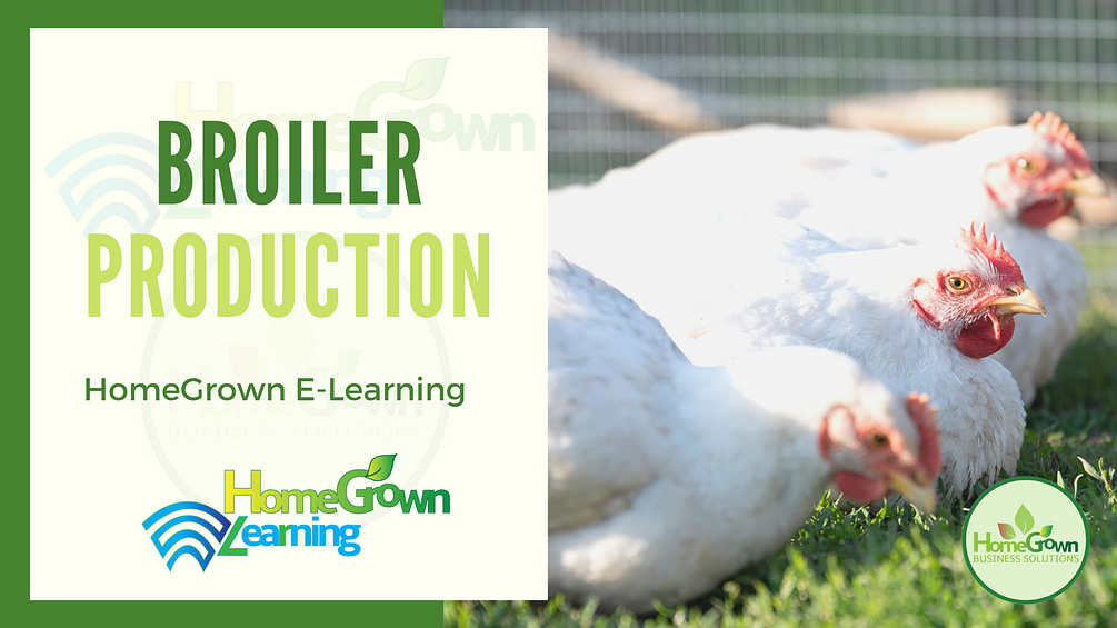 Commercial Broiler Production