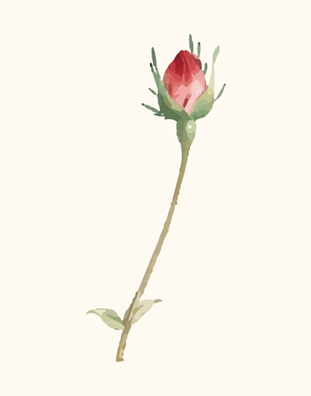 Rosebud