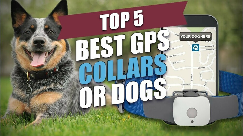 Best GPS Dog Collars