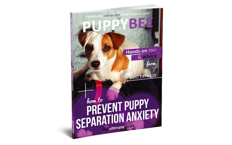 How to Prevent Puppy Separation Anxiety The Ultimate Guide