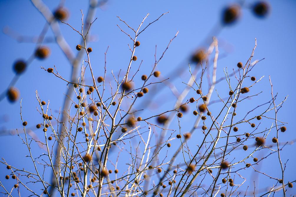 Closeup Shot of Tree Buds in Spring (6000 x 4000px)