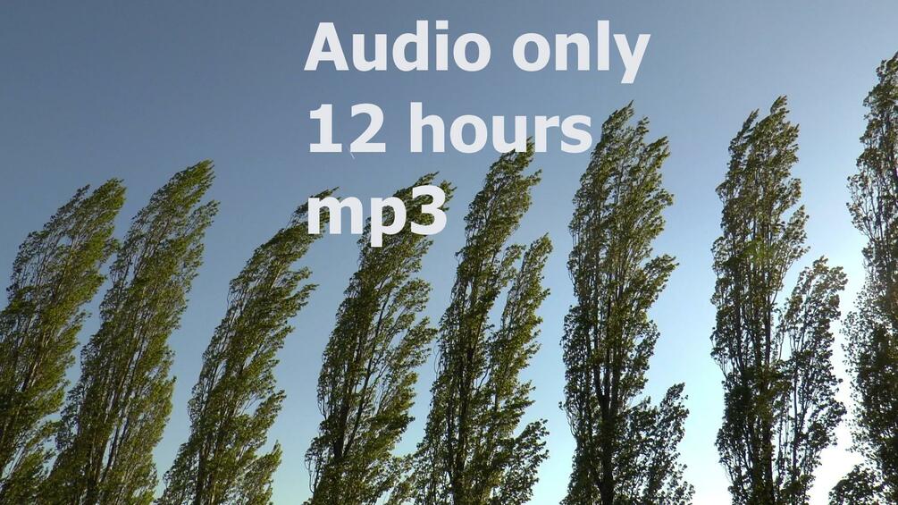 Audio of 'Strong Wind (Storm) Blowing Through Trees Natural White Noise' (12 hours)