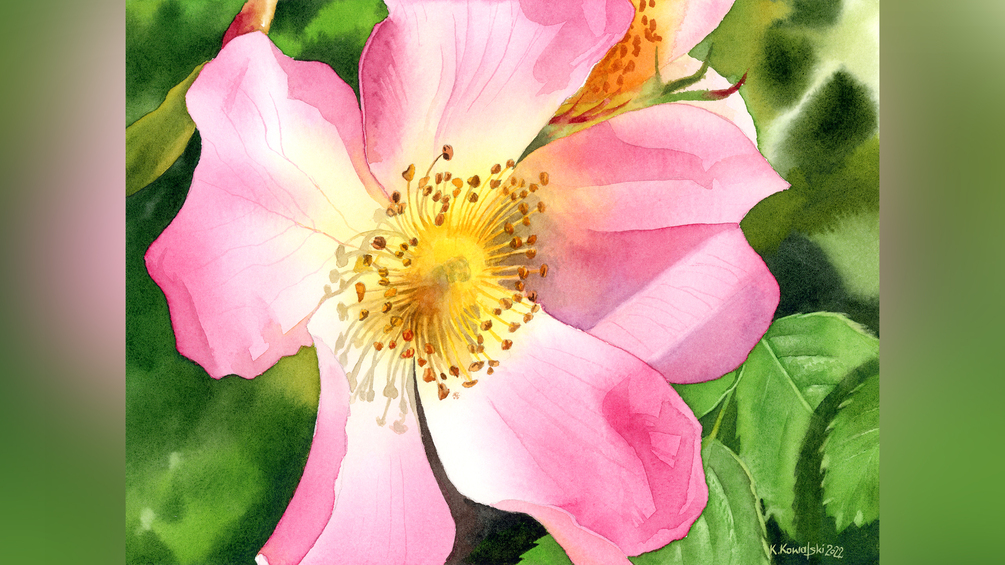 Dog Rose