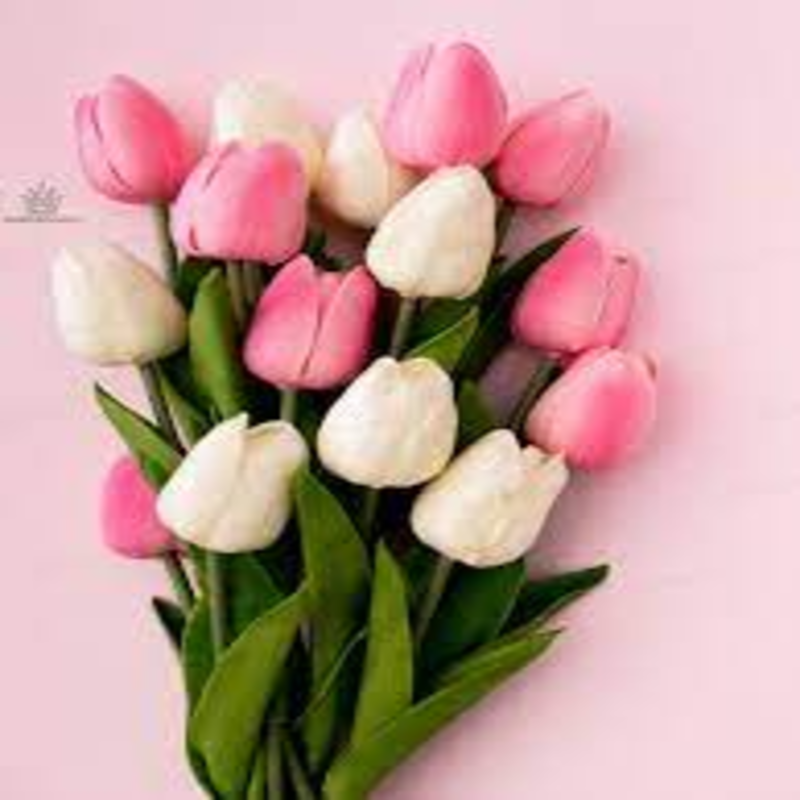 a photograph of a tulip flower