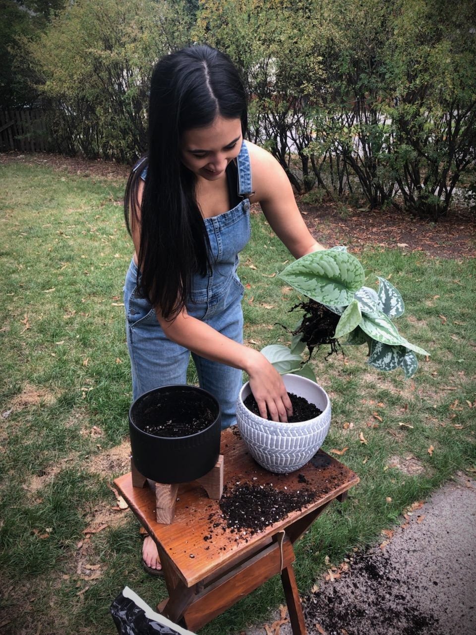 How to Houseplant The Beginners Guide to Grow