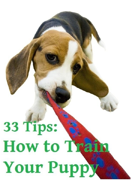33 Tips How to Train Your Puppy