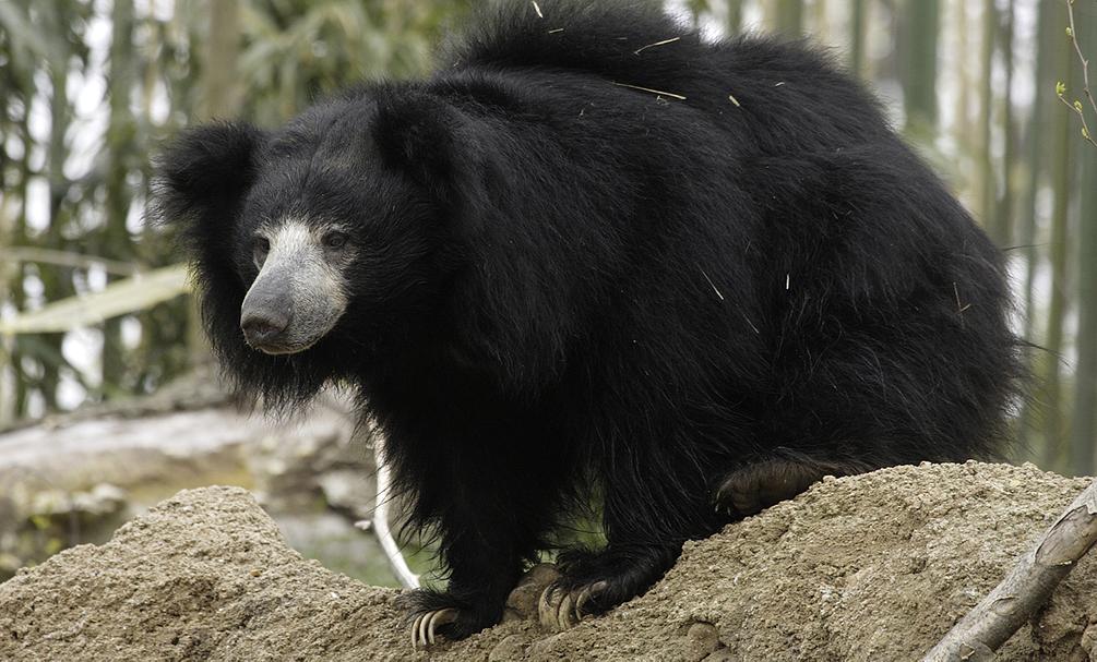 Sloth Bear Conservation