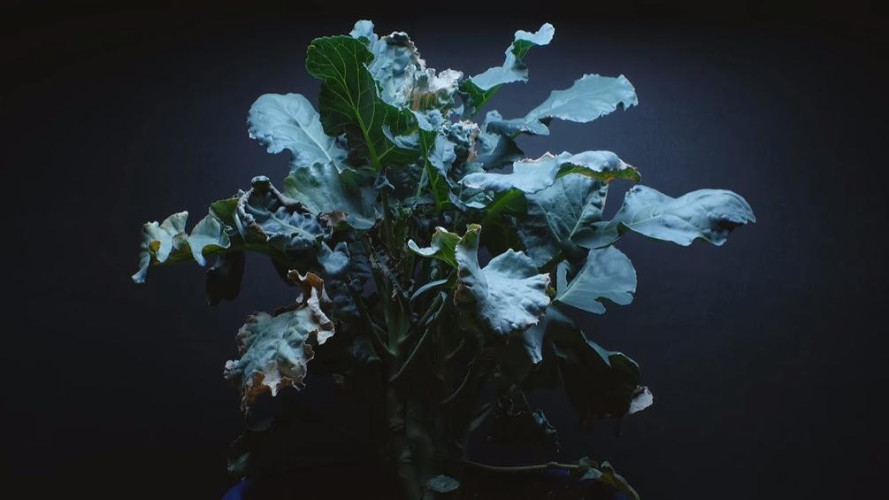 Time Lapse of Broccoli Plant Wilting During Drought Stock Video [Digital Download]