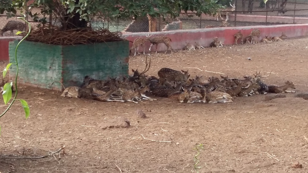 deer-family-image-from-a-zoo-in-india