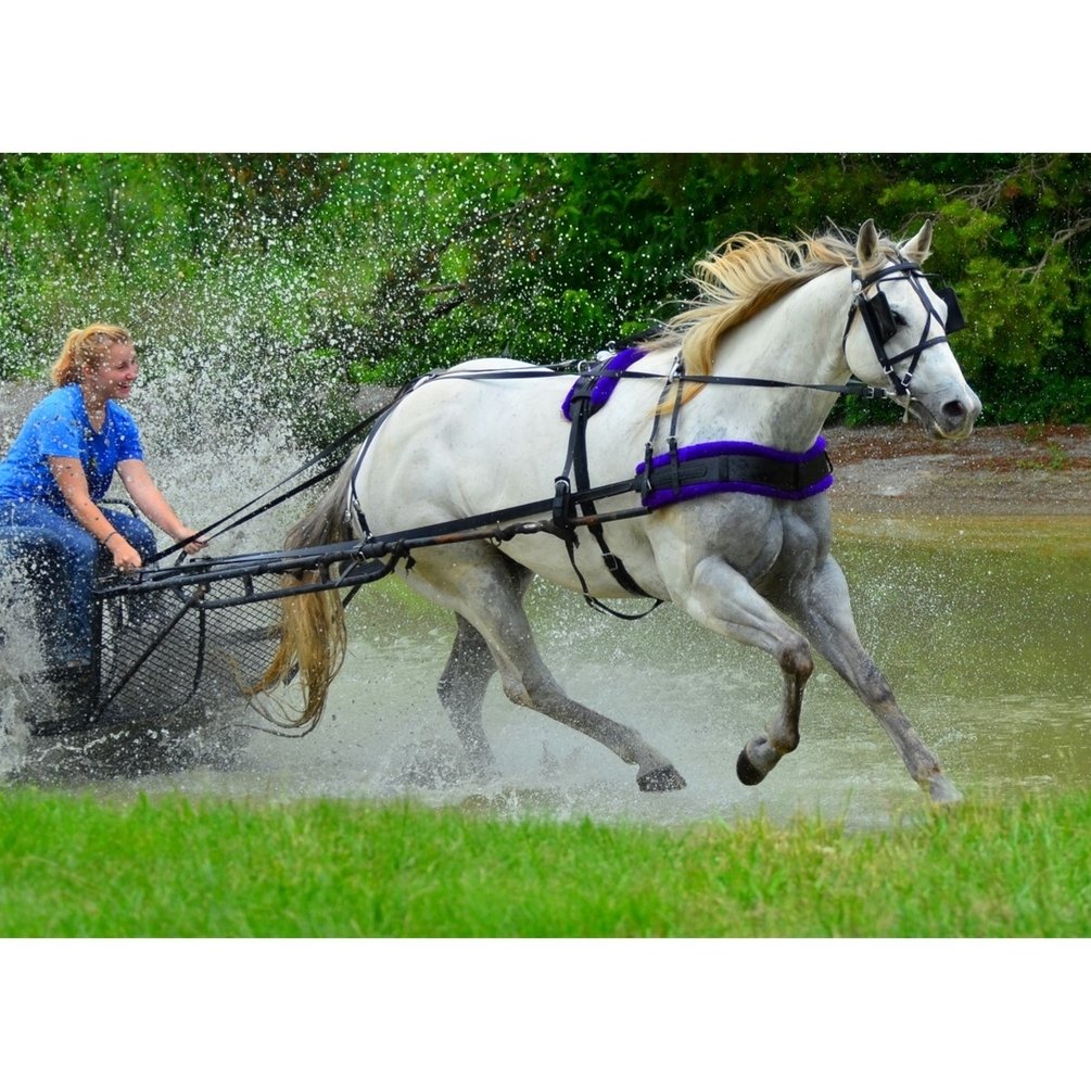 Horse Driving Harness And Equipment For Sale