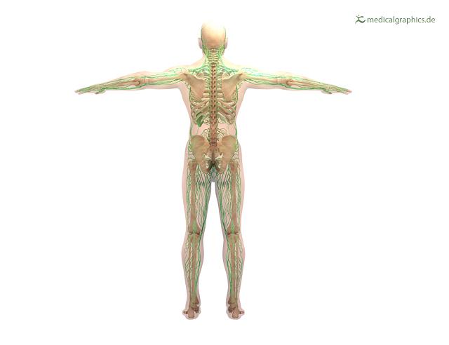 Illustration Lymphsystem Mensch Hinten Lymphatic System Human Dorsal