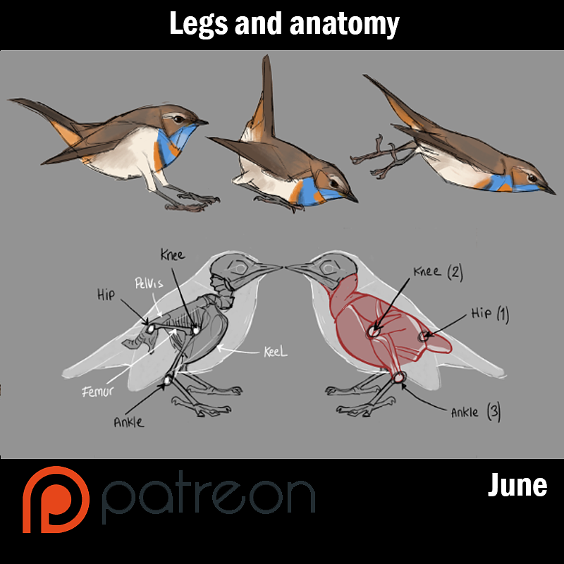 Art tip Bird legs and anatomy