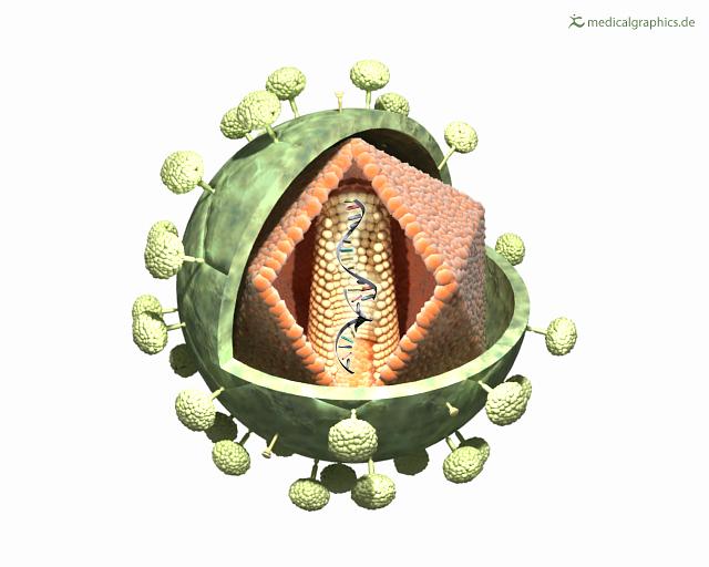 Illustration Aufbau HI-Virus / Anatomy HI virus