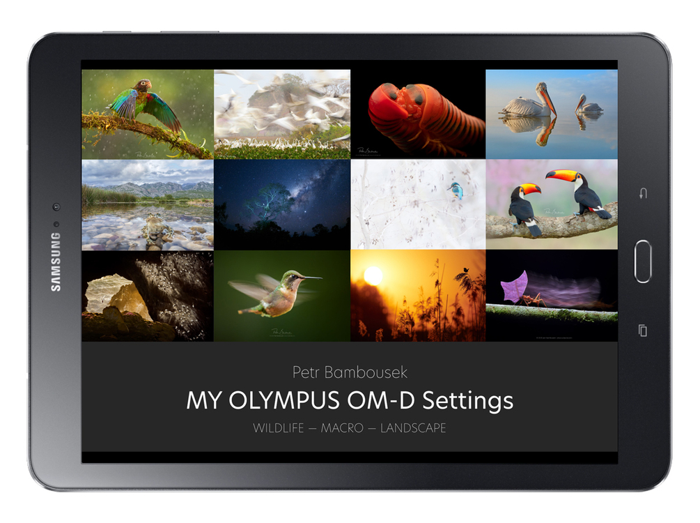 My Olympus OMD setting for Wildlife photography (PDF)