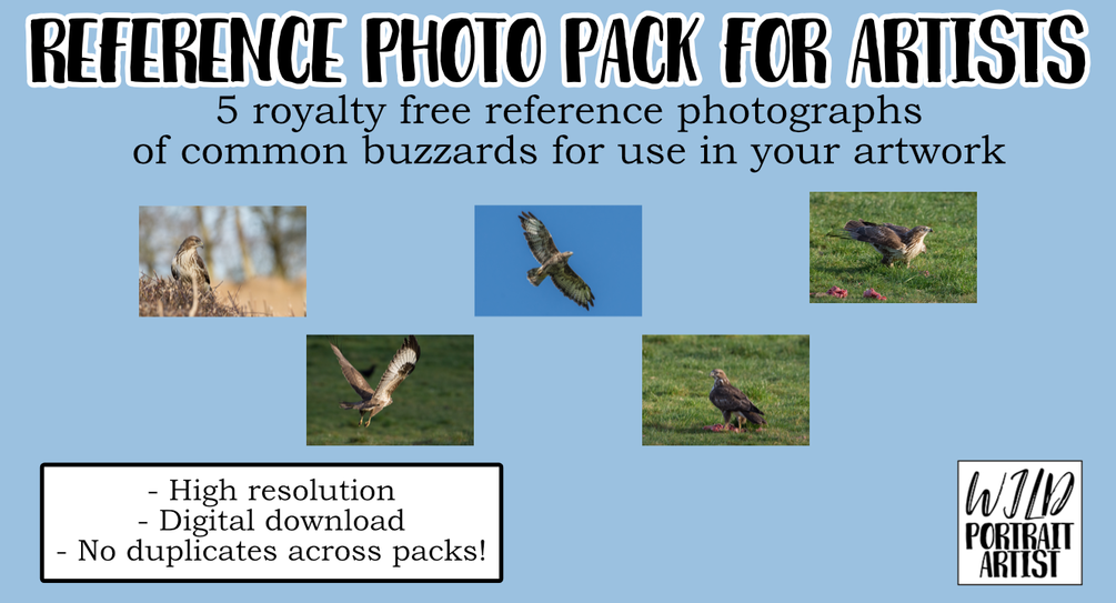 Common buzzard reference photo pack for fine artists and illustrators