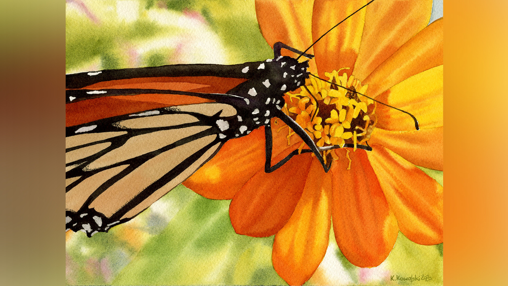 Butterfly on Cosmos