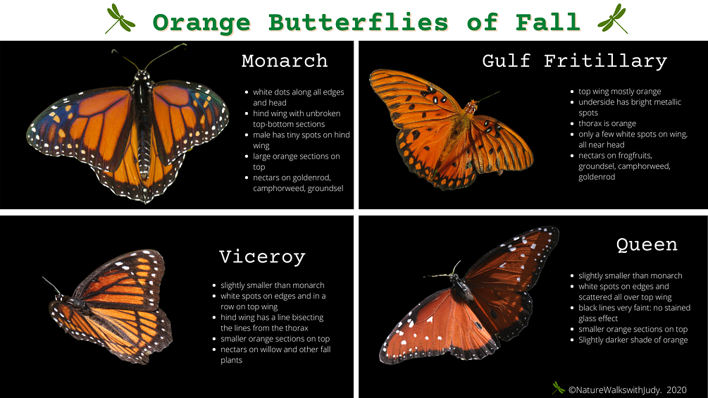 Orange Butterfly Identification Guide