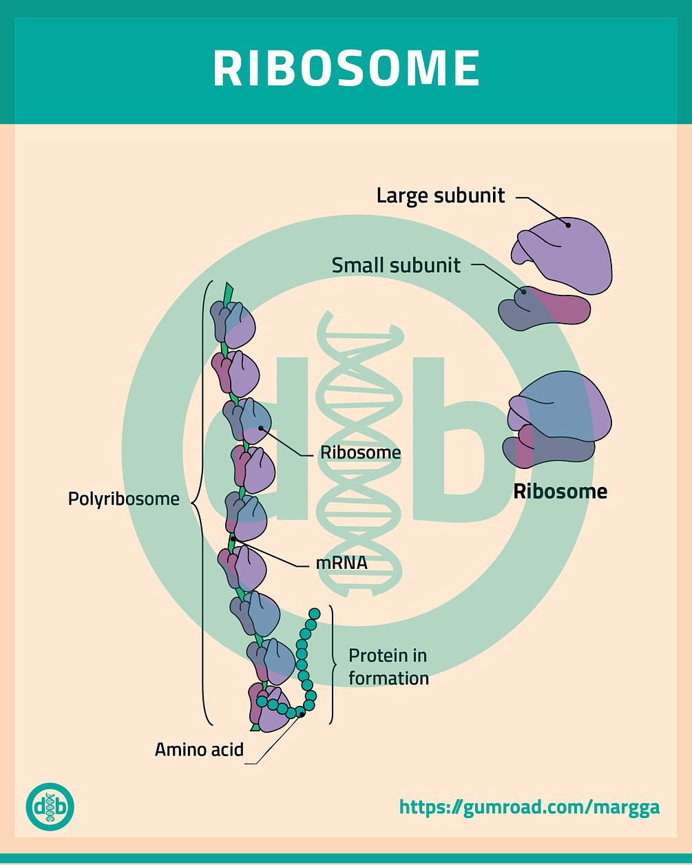 Biology. Drawing of ribosome / Biología. Ribosoma