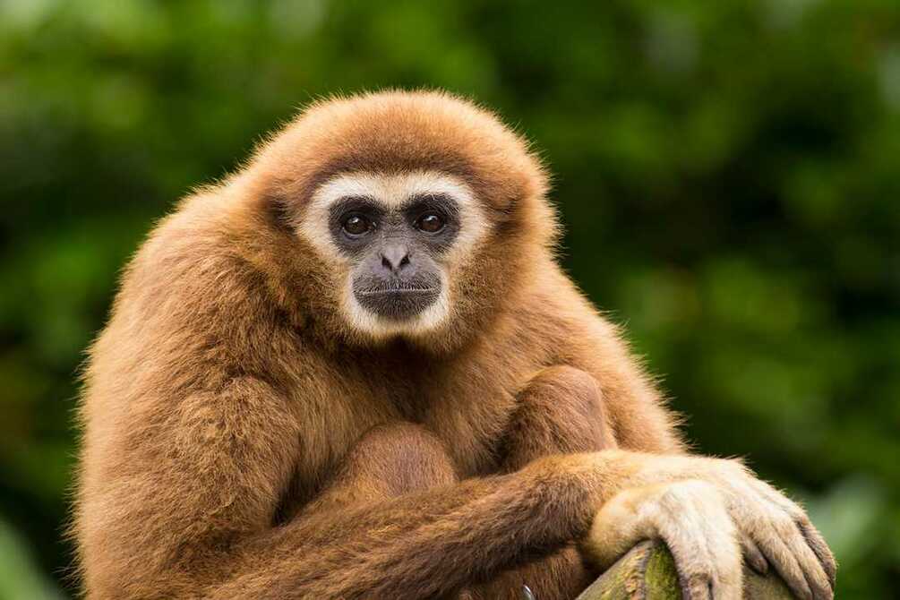 Gibbon Conservation