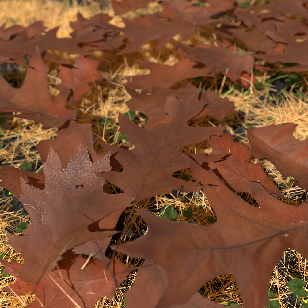 Dry Red Oak Leaves Pack