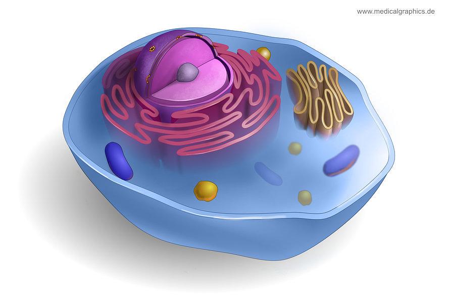 Grafik Zelle / Graphics Cell
