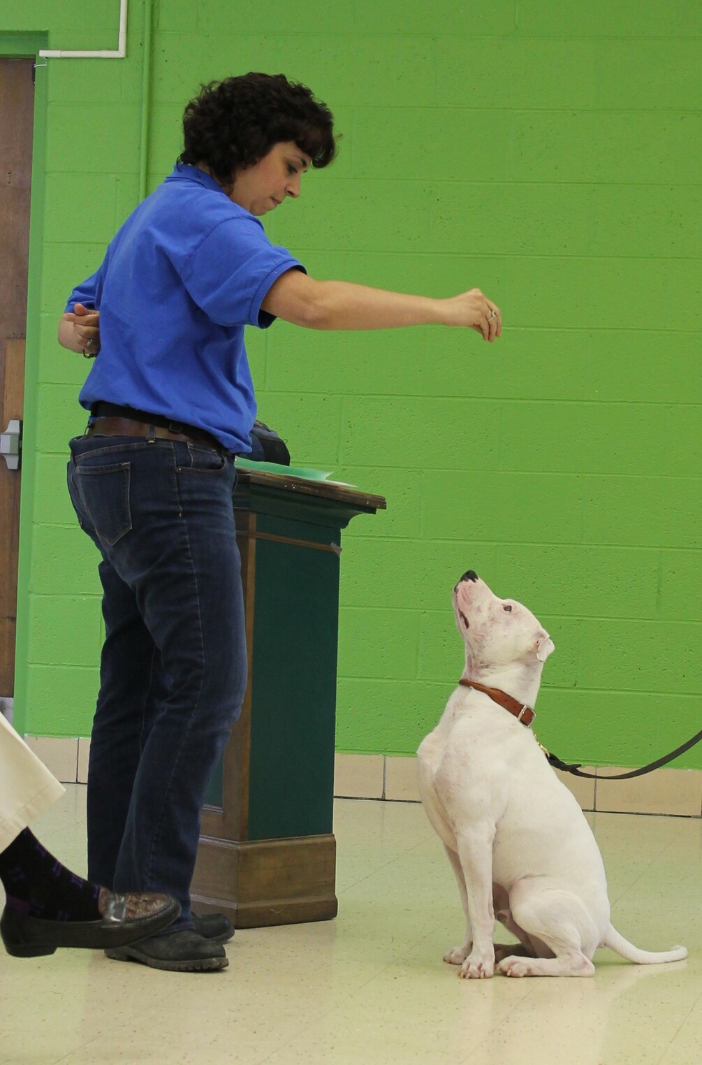 Learn the 3 Exercises that Could Save a Shelter Dog's Life