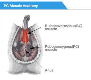 Muscle pubococcygeus pc Finding Your