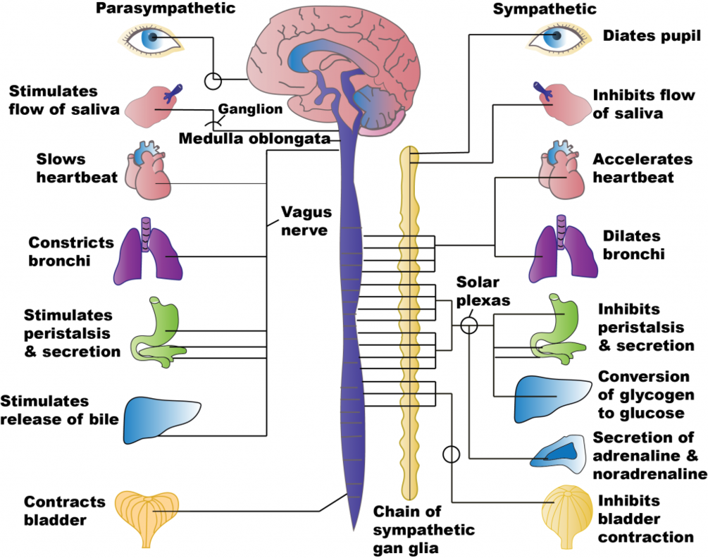Sympathetic and Parasympathetic Powerful Plus +11x(Extra Strong)